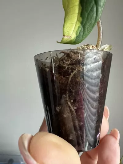 plant/Alocasia Scalprum Albo from TC-1-thumbnail