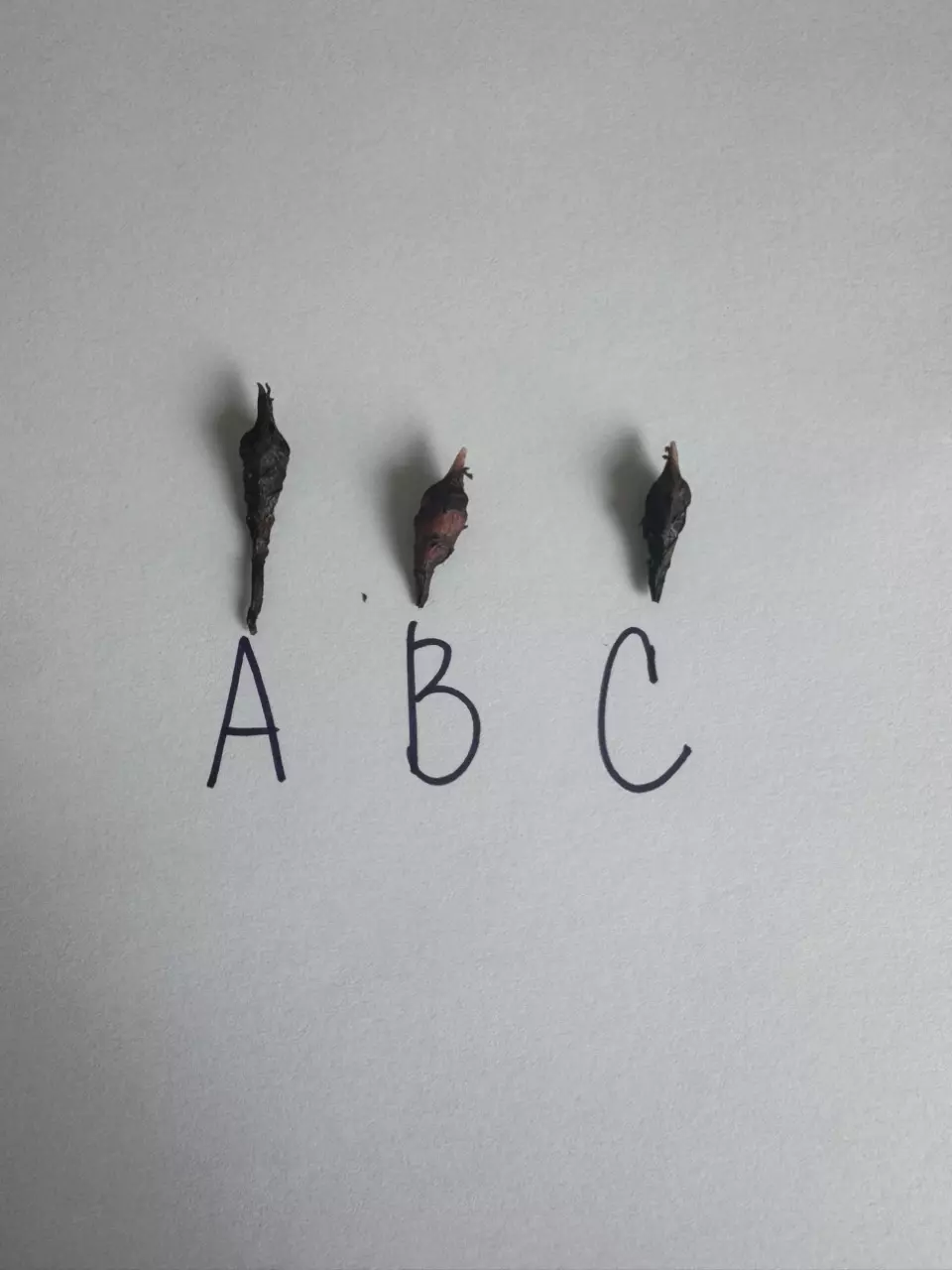 plant/Alocasia Pink Dragon x Sinuata Aurea CORM-1