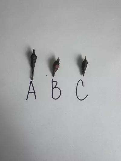 plant/Alocasia Pink Dragon x Sinuata Aurea CORM-1-thumbnail