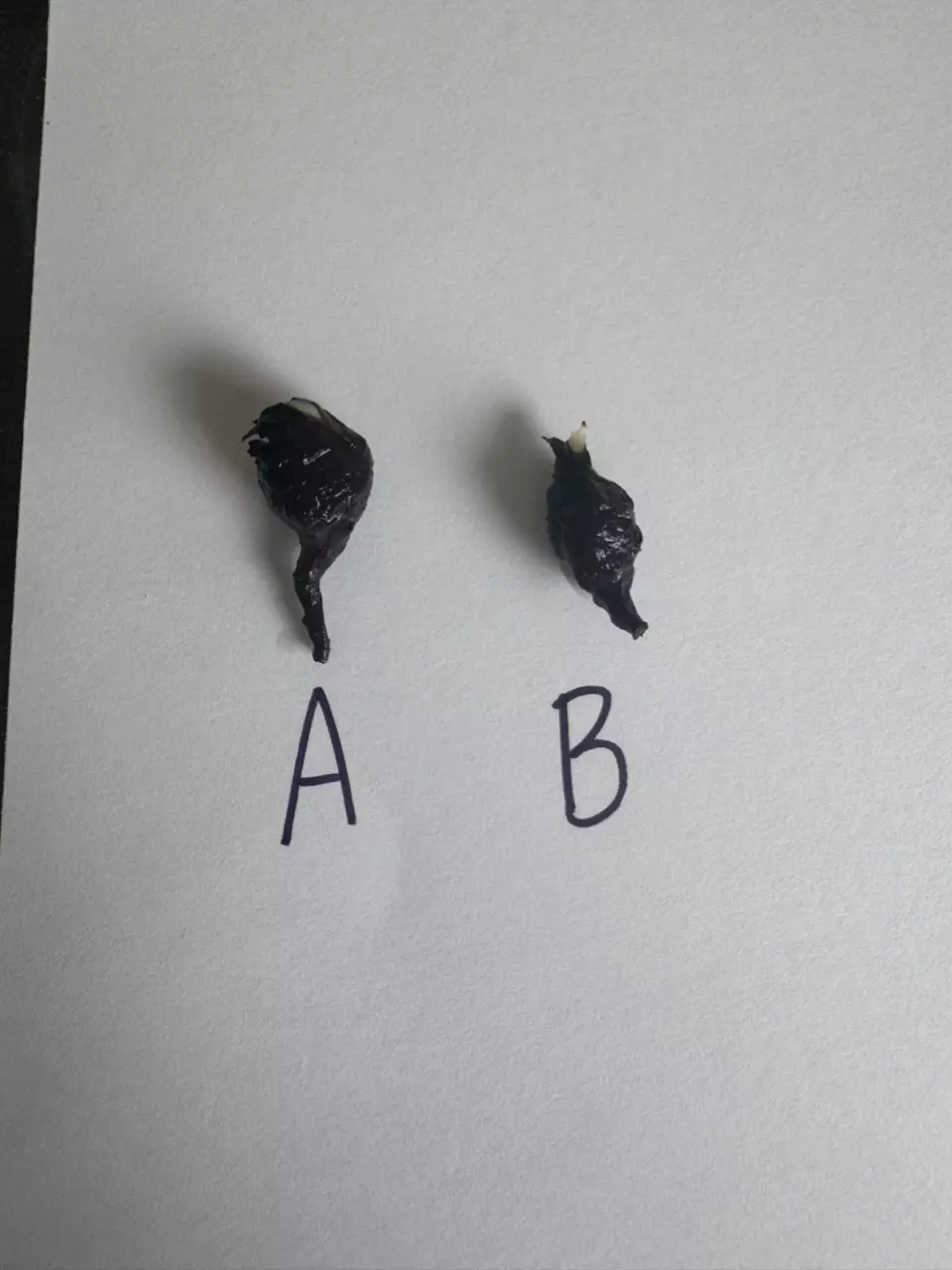 plant/Alocasia Dragon Scale Albo Corm A-1