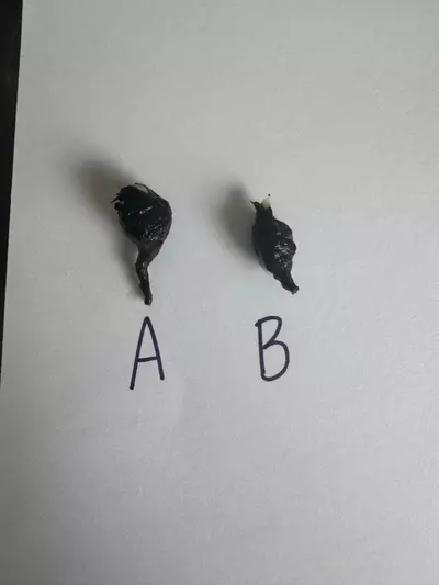 plant/Alocasia Dragon Scale Albo Corm A-1-thumbnail