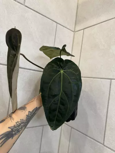 plant/AOS x Carla OG4-1-thumbnail