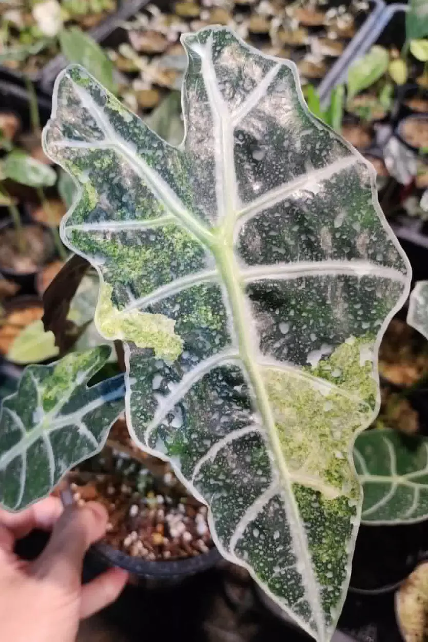 plant/Alocasia Amazonica (Thai Version) Splash Variegated CORM-0