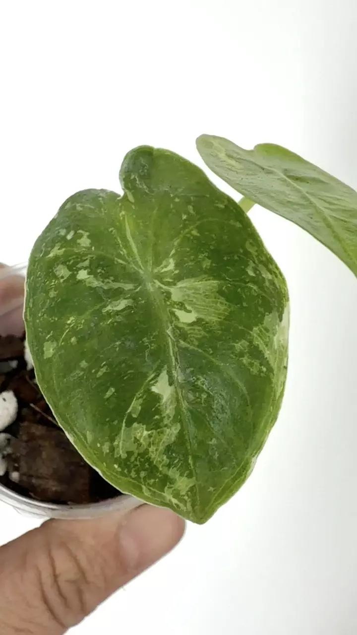 plant/Alocasia Pink Dragon Cream Splash Variegated Plant # 254-1