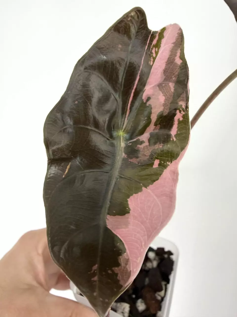 plant/Alocasia Chantrieri Pink Variegated Plant # 252-0