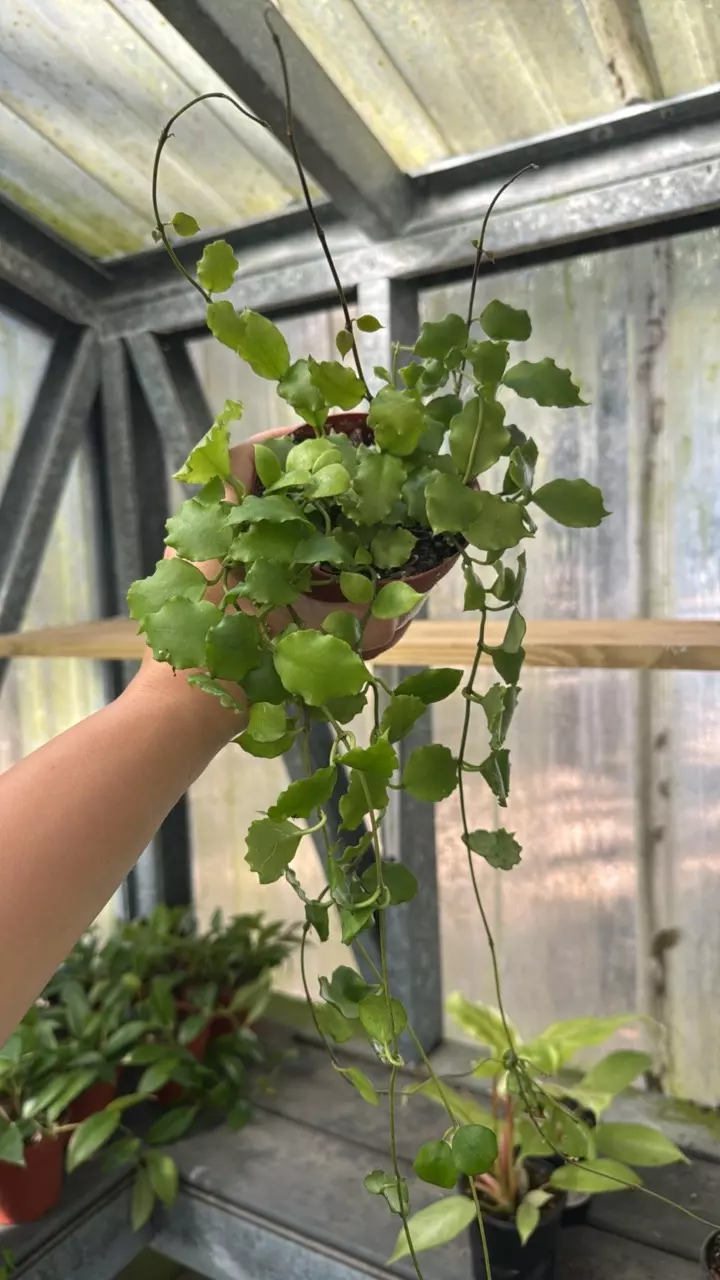 plant/424 Hoya Endauensis-0