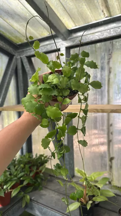 plant/424 Hoya Endauensis-0-thumbnail