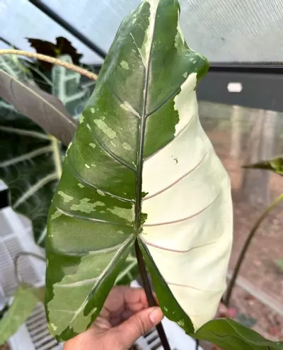 plant/Alocasia Blackstem Albo Variegated CORM (size XL)-0-thumbnail
