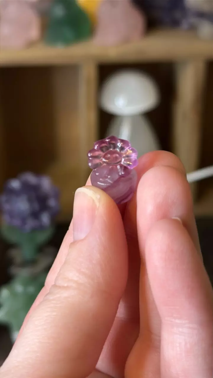 plant/$6 | Mini Fluorite Sunflower in Pot-1