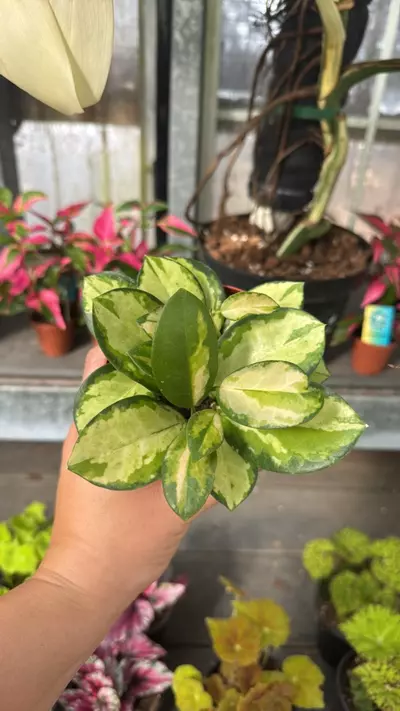plant/420 Hoya Australis Lisa-0-thumbnail