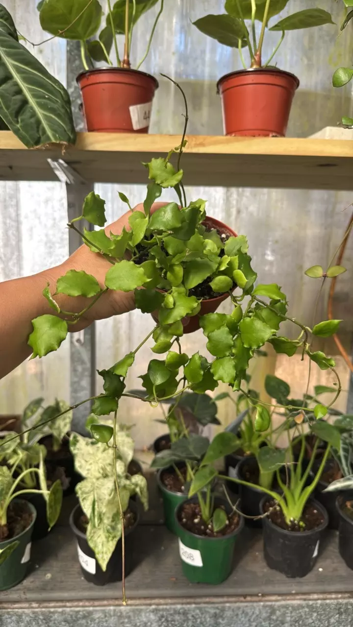 plant/422 Hoya Endauensis-0