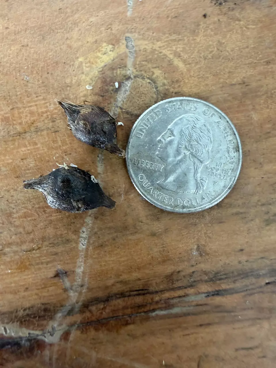 plant/Alocasia Longiloba Full Mint CORM-1