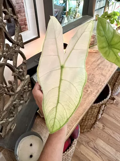 plant/Alocasia Longiloba Full Mint CORM-0-thumbnail