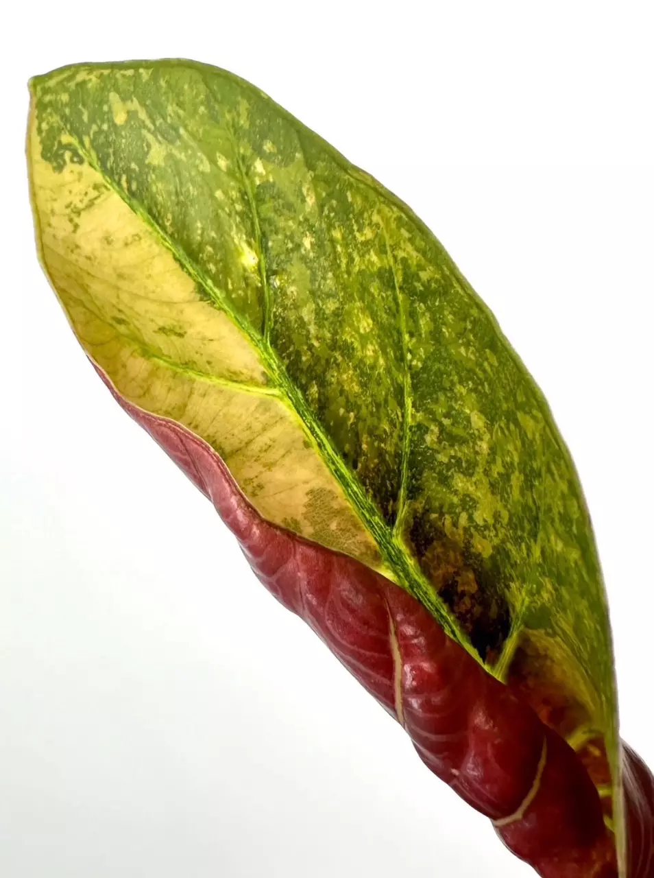 plant/RARE FIND!  Alocasia Sintang Variegated CORM (small)-0