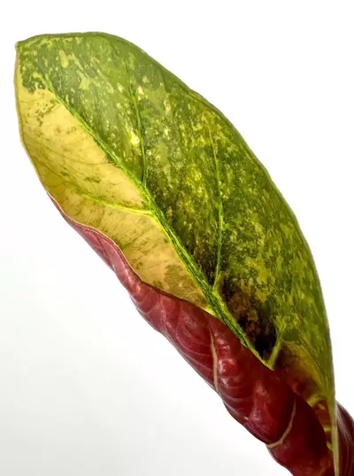 plant/RARE FIND!  Alocasia Sintang Variegated CORM (small)-0-thumbnail