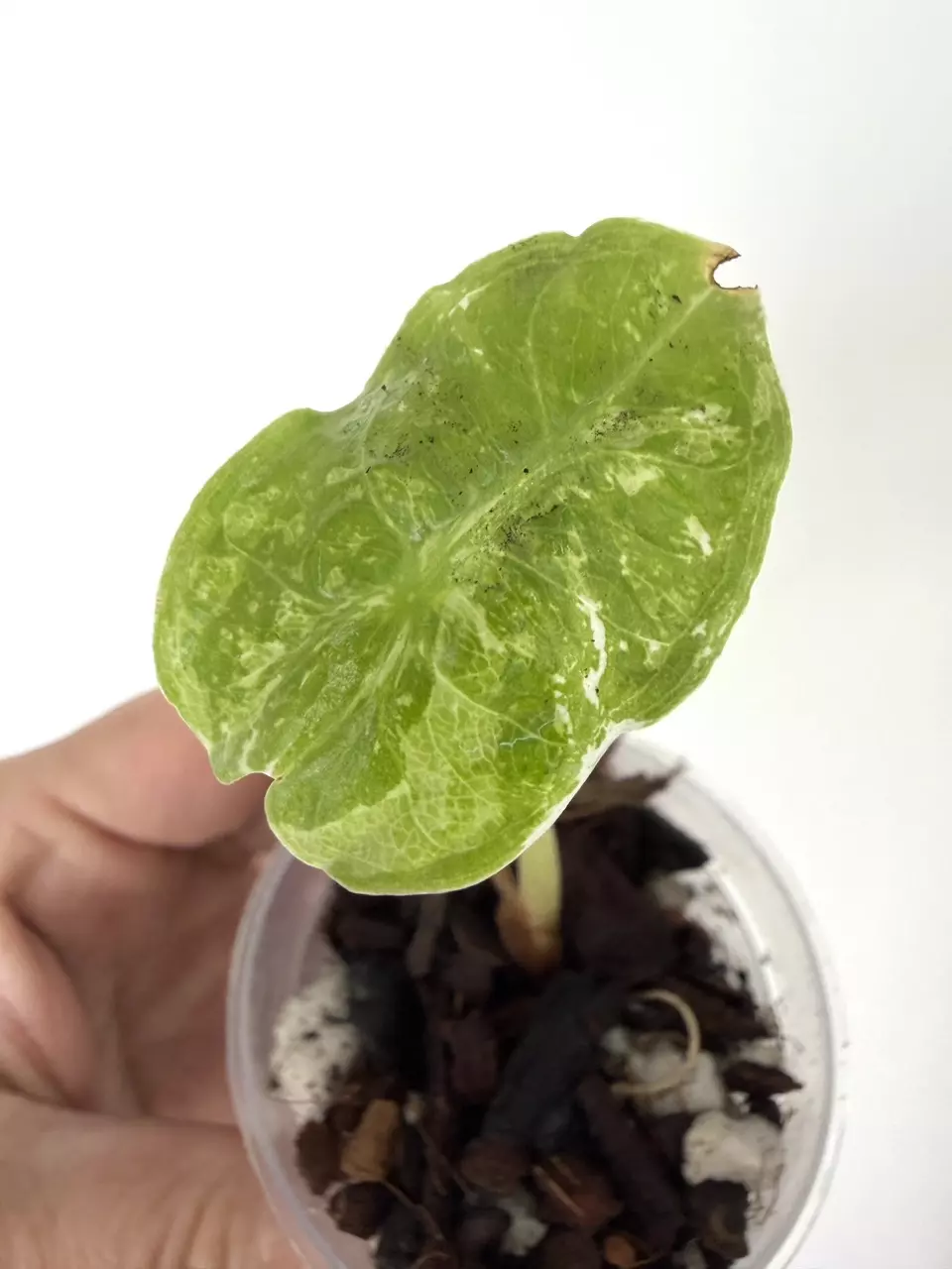 plant/Alocasia Pink Dragon Cream Splash Variegated Plant # 253-0