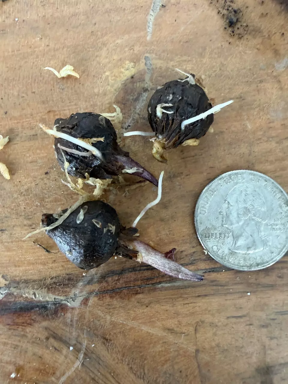 plant/Alocasia Serendipity Pink Variegated CORM-1