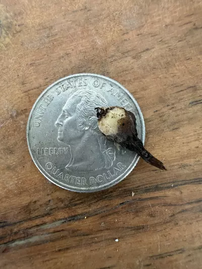 plant/RARE FIND!  Alocasia Sintang Variegated CORM (small)-1-thumbnail