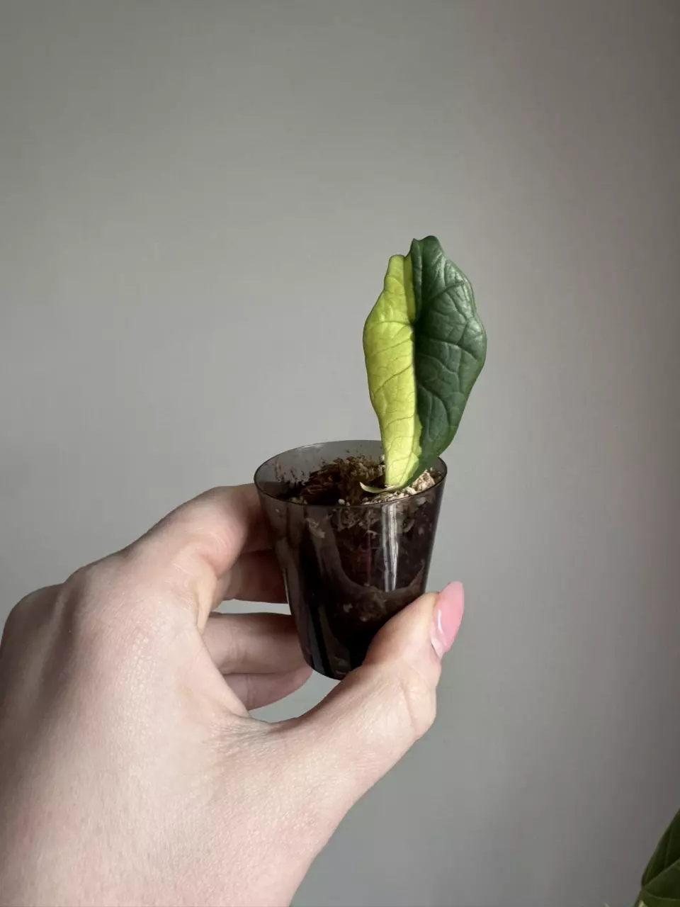 plant/Alocasia Scalprum Albo from TC-0