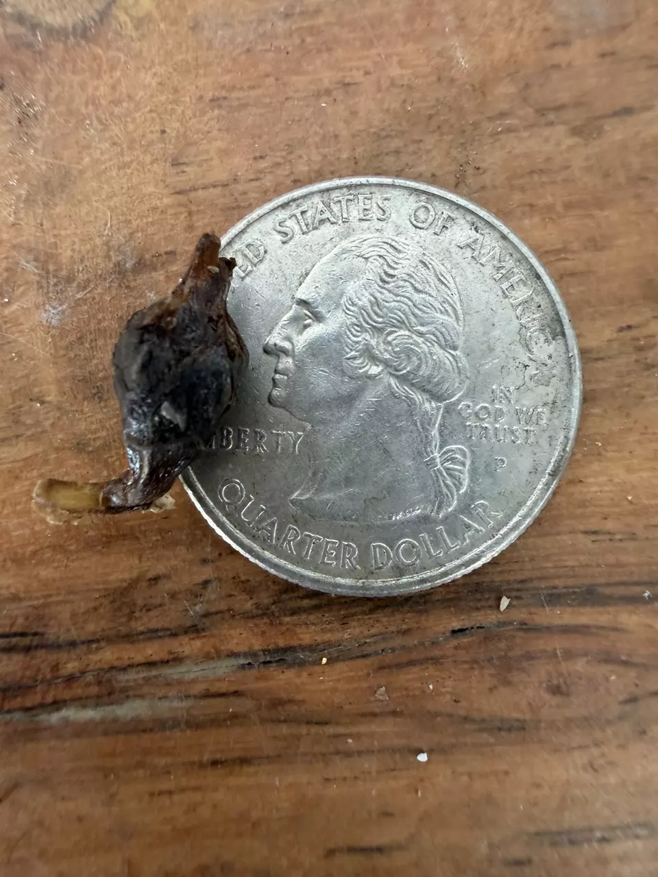 plant/New Cultivar!  Gageana Mint Galaxy CORM (small)-1