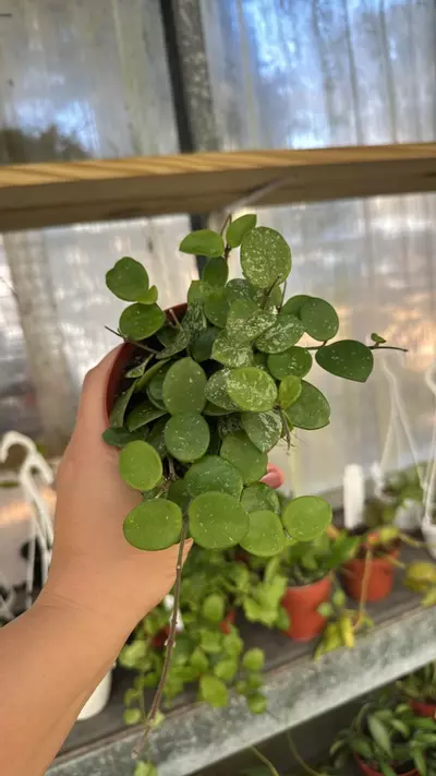 plant/418 Hoya Mathilde Splash-0-thumbnail