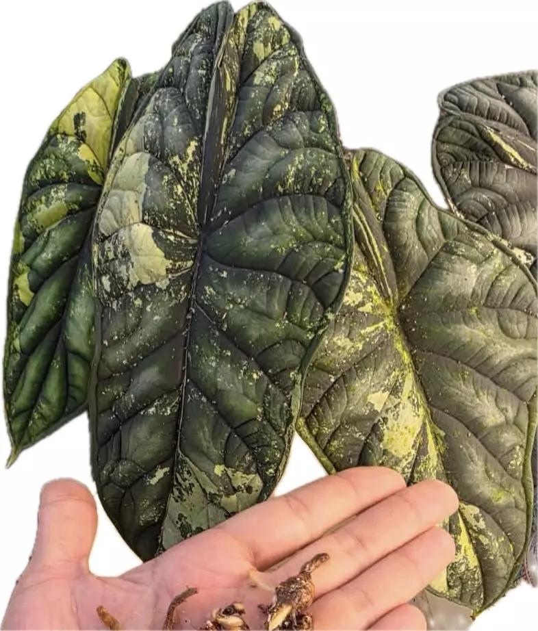 plant/Alocasia Dragon Scale Aurea Corm-0