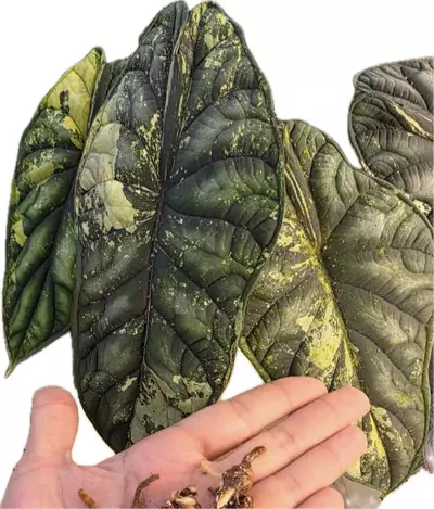 plant/Alocasia Dragon Scale Aurea Corm-0-thumbnail