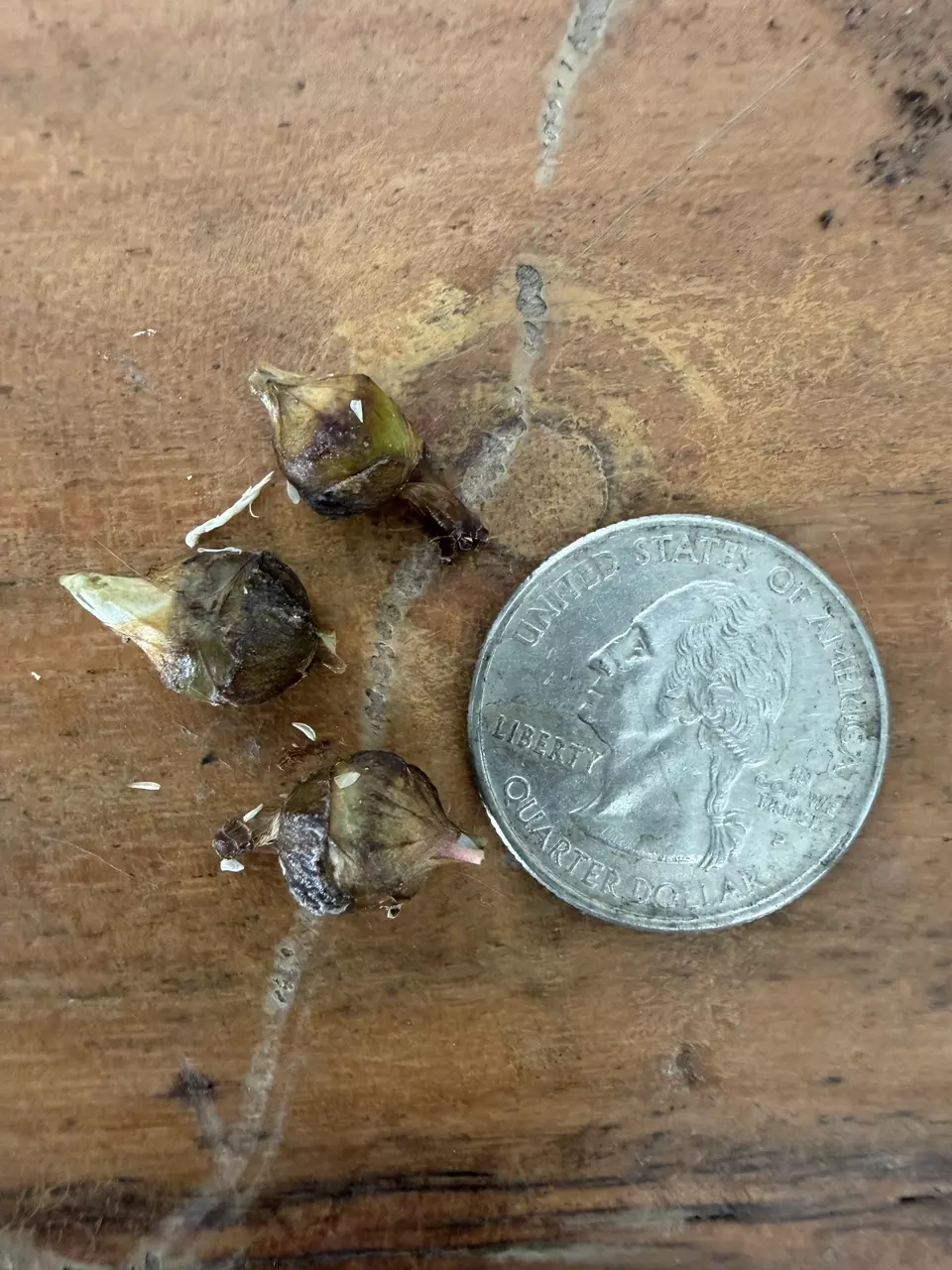 plant/Alocasia Amazonica (Thai Version) Splash Variegated CORM-1