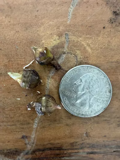 plant/Alocasia Amazonica (Thai Version) Splash Variegated CORM-1-thumbnail