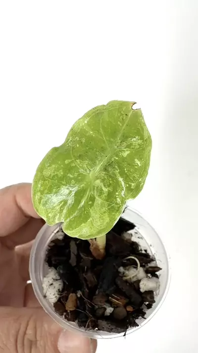 plant/Alocasia Pink Dragon Cream Splash Variegated Plant # 253-1-thumbnail