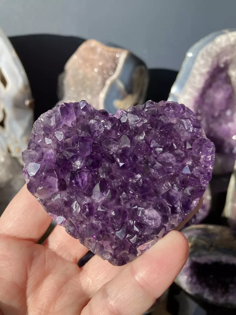 plant/Amethyst heart-0