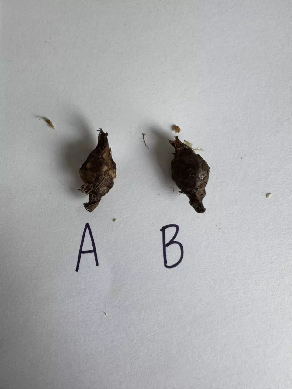 plant/Alocasia Dragon Scale Aurea Corm-1