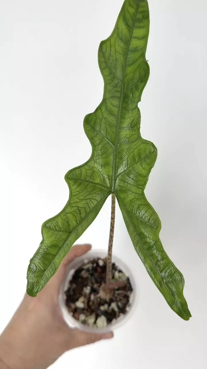plant/Alocasia Narrow Sabrina Non-Variegated Plant # 251-1