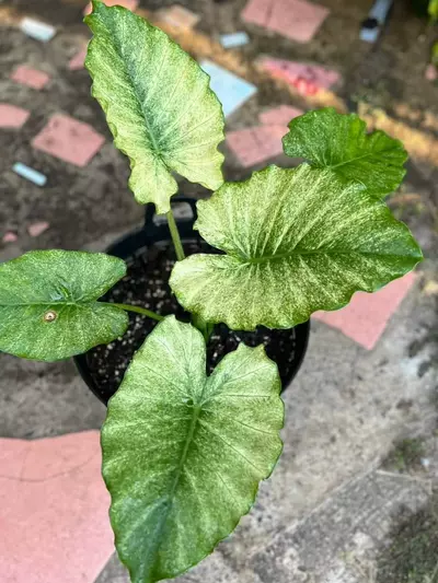 plant/New Cultivar!  Gageana Mint Galaxy CORM (small)-0-thumbnail