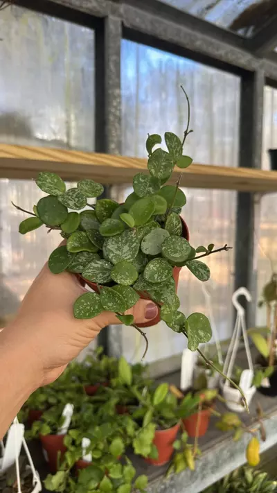 plant/417 Hoya Mathilde Splash-0-thumbnail