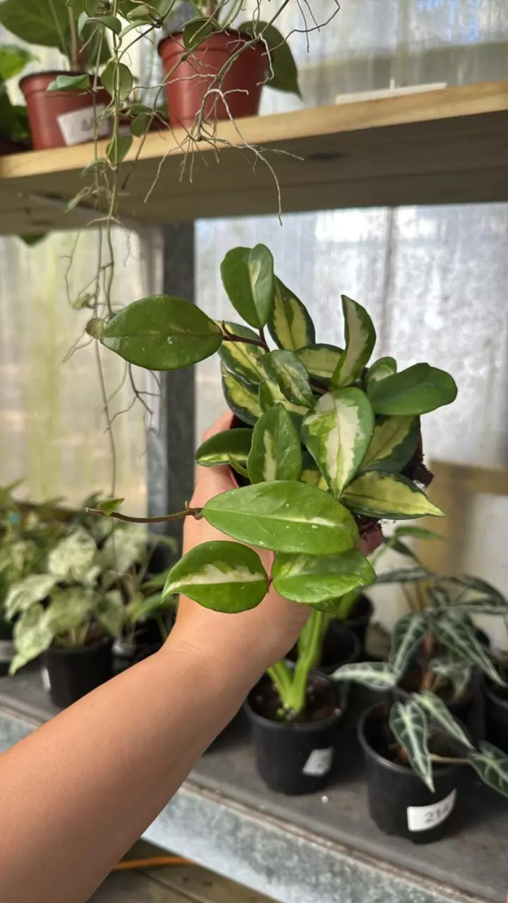 plant/416 Hoya Krimson Princess-0