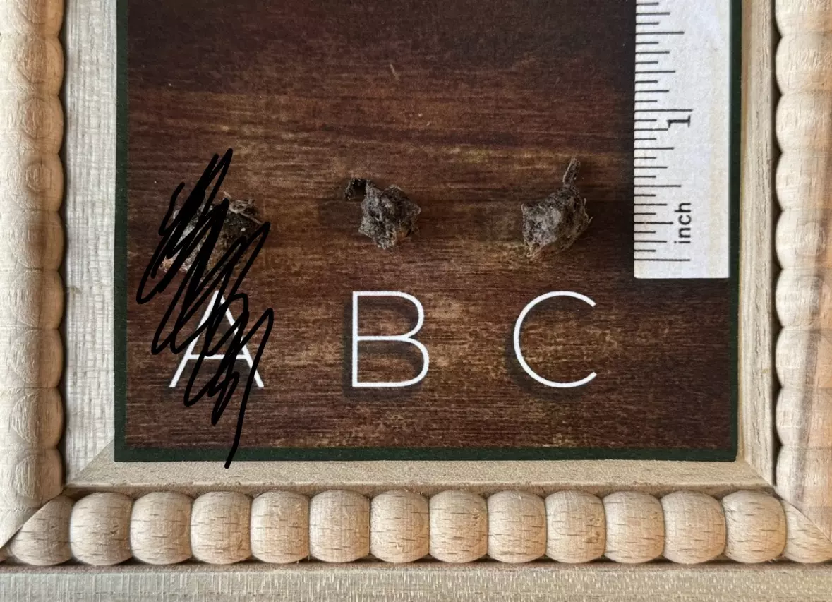 plant/Alocasia Blizzard Corm-0