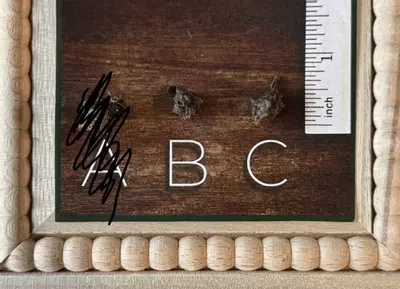 plant/Alocasia Blizzard Corm-0-thumbnail