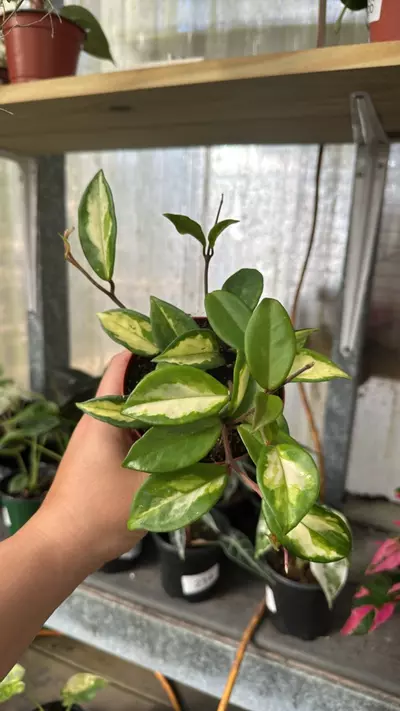 plant/415 Hoya Krimson Princess-0-thumbnail