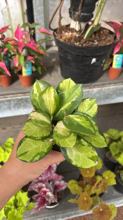 plant/421 Hoya Australis Lisa-0-thumbnail