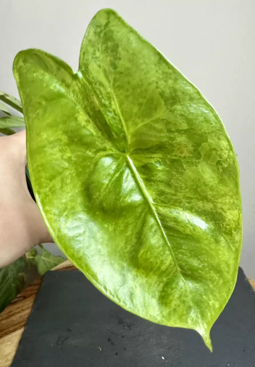 plant/Alocasia Pink Dragon x Sinuata Aurea CORM-0