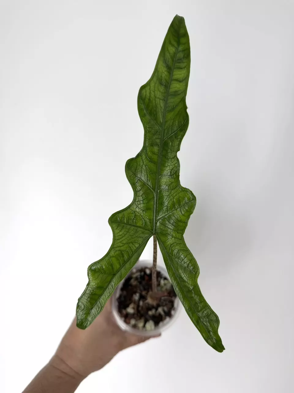 plant/Alocasia Narrow Sabrina Non-Variegated Plant # 251-0