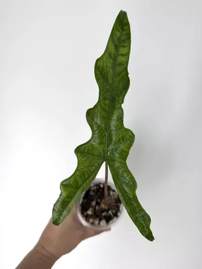 plant/Alocasia Narrow Sabrina Non-Variegated Plant # 251-0-thumbnail