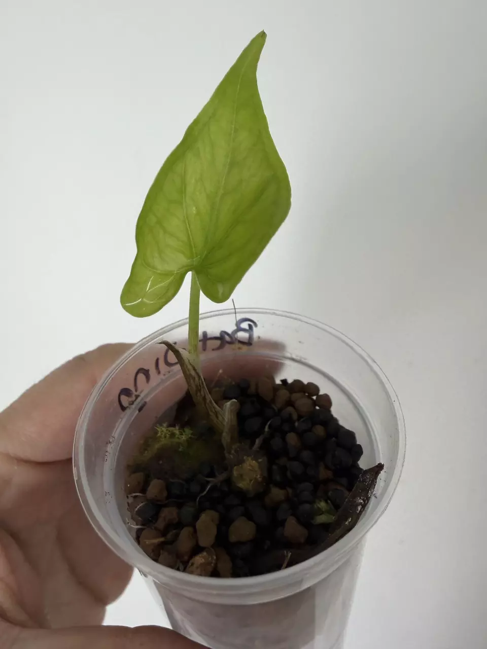 plant/Alocasia Batwing Non-Variegated PUP # 251-1