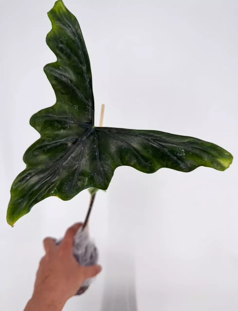 plant/Alocasia Batwing Non-Variegated PUP # 251-0