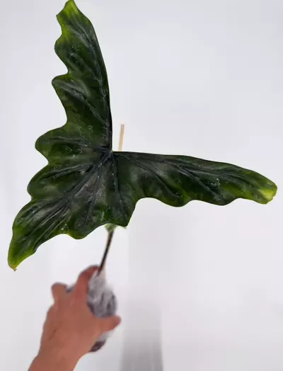 plant/Alocasia Batwing Non-Variegated PUP # 251-0-thumbnail