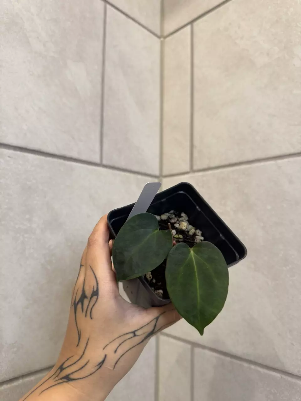 plant/*CUT* Dorito x Bess Aff-0