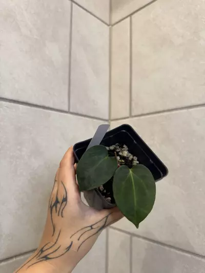 plant/*CUT* Dorito x Bess Aff-0-thumbnail