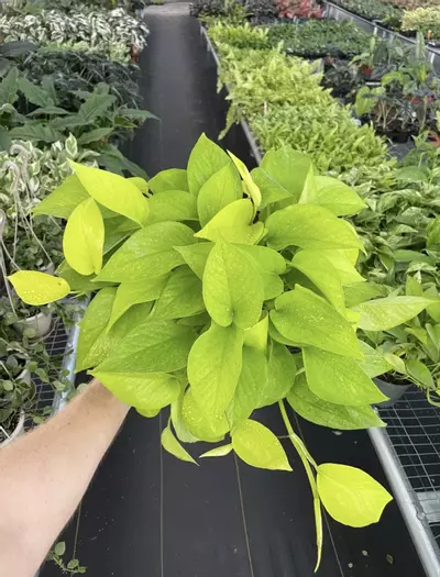 plant/Neon Pothos 6” pot growers choice-2-thumbnail