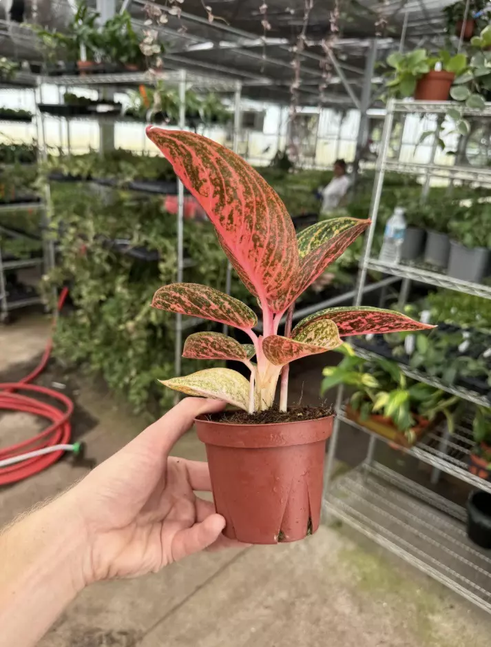 plant/Aglaonema Golden Powder 4” pot growers choice-5